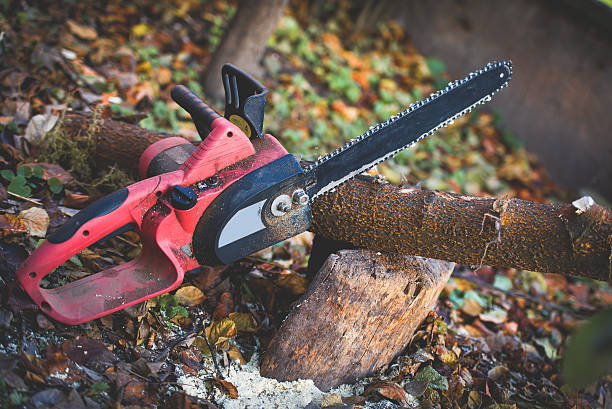 How Our Tree Care Process Works  in  Willow Springs, IL